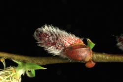 Salix ×dichroa. Inflorescence bud scale and male catkin at early stage.
 Image: D. Glenny © Landcare Research 2020 CC BY 4.0